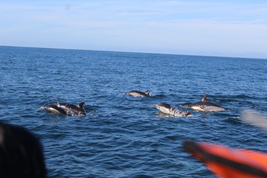 From Faro: Wildlife and Dolphin-Watching Speedboat Tour - More than dolphins: birds, turtles, sharks, and whales