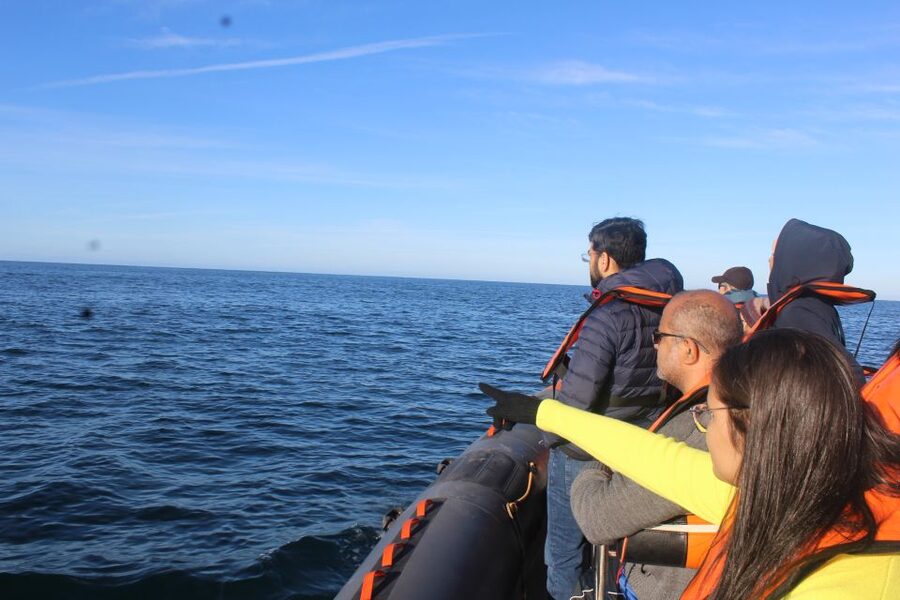 From Faro: Wildlife and Dolphin-Watching Speedboat Tour - The return through Ria Formosa