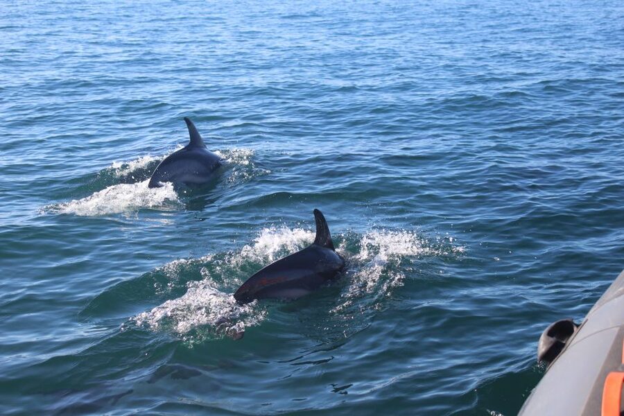 From Faro: Wildlife and Dolphin-Watching Speedboat Tour - Who will enjoy this boat trip most?