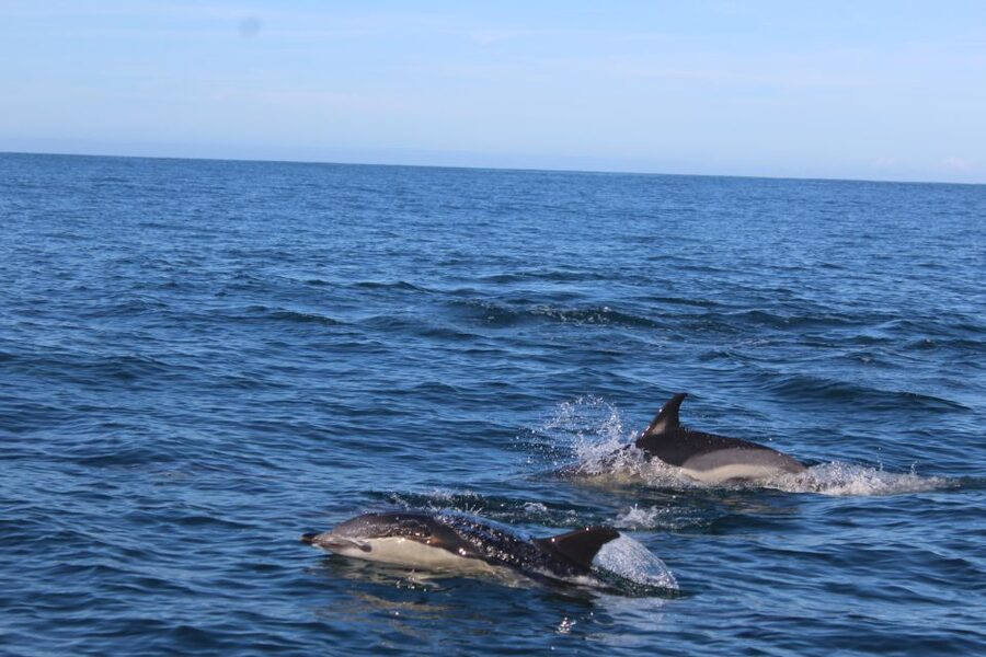 From Faro: Wildlife and Dolphin-Watching Speedboat Tour - Crossing Ria Formosa by speedboat
