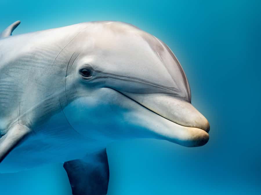 From Hurghada: Hula Hula Island Speedboat Tour with Dolphins - Searching for dolphins in open water