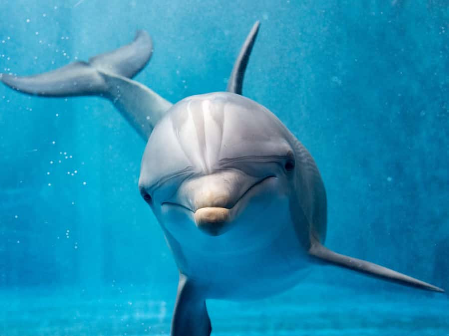 From Hurghada: Hula Hula Island Speedboat Tour with Dolphins - Hula Hula Island and Gigtun’s soft sand