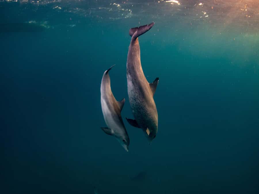 From Hurghada: Hula Hula Island Speedboat Tour with Dolphins - Shared or private: which version makes sense?
