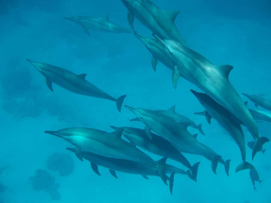 From Hurghada: Paradise Island Speedboat Tour with Dolphins - Searching for wild dolphins in the Red Sea