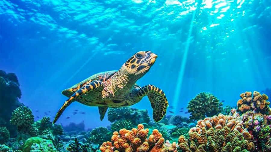 From Khao Lak & Phuket: Trip to Similan Islands by Speedboat - What to bring for a better day