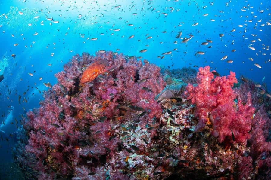 From Khao Lak & Phuket: Trip to Similan Islands by Speedboat - Ko Payu and the search for Nemo