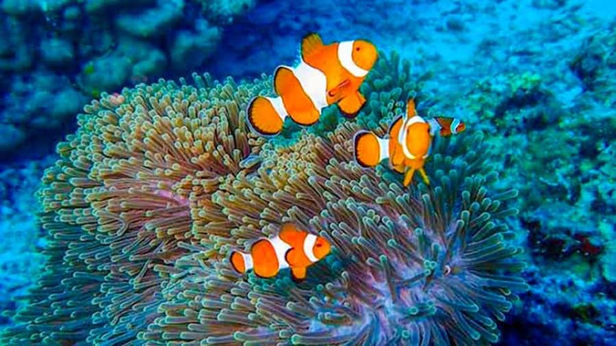 From Khao Lak & Phuket: Trip to Similan Islands by Speedboat - What the $125 price really gets you