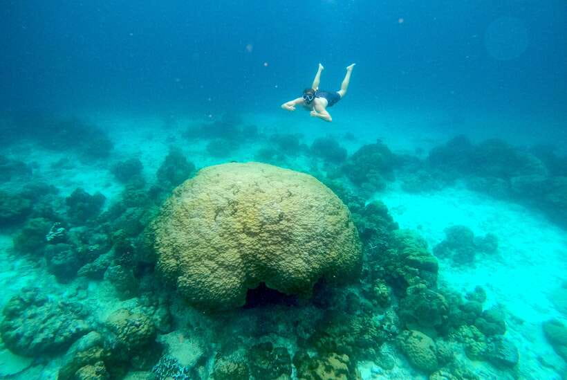 From Koh Lanta: Koh Haa & Koh Rok Snorkel Tour by Speedboat - A second Koh Rok session before heading home