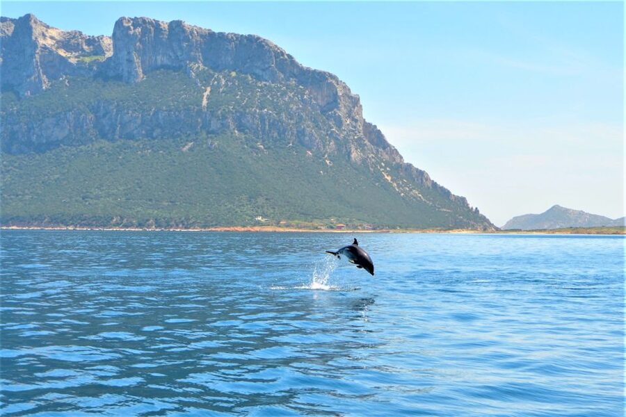 From Olbia: RIB Tour to Capo Figari with Dolphin Sighting - Key points at a glance