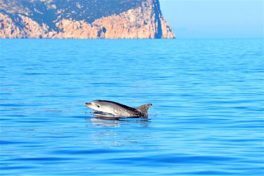 From Olbia: RIB Tour to Capo Figari with Dolphin Sighting - Swimming beside Capo Figari