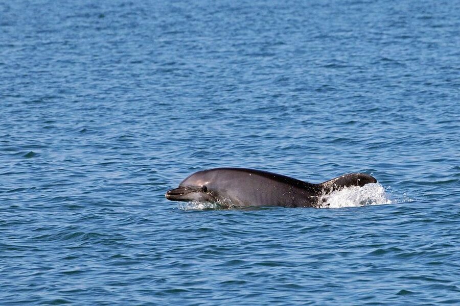 From Olbia: RIB Tour to Capo Figari with Dolphin Sighting - What the RIB is like on a three-and-a-half-hour trip