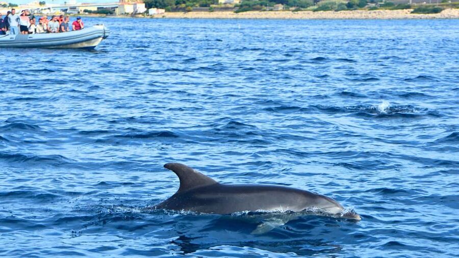 From Olbia: RIB Tour to Capo Figari with Dolphin Sighting - Why the guide matters more than the motor