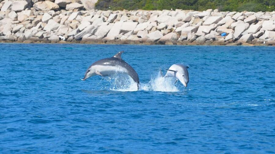 From Olbia: RIB Tour to Capo Figari with Dolphin Sighting - Is $77 a good value?