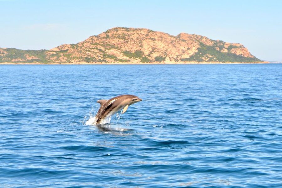 From Olbia: RIB Tour to Capo Figari with Dolphin Sighting - Who will enjoy this Olbia boat trip?