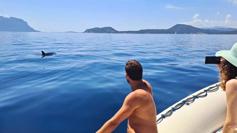From Olbia: RIB Tour to Capo Figari with Dolphin Sighting - Figarolo Island and the first dolphin search