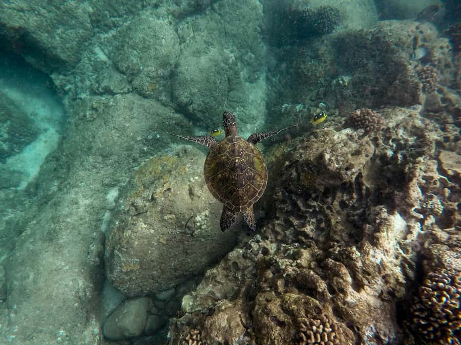 From Phi Phi : Full Day tour by Speed Boat with Lunch - The essential points at a glance