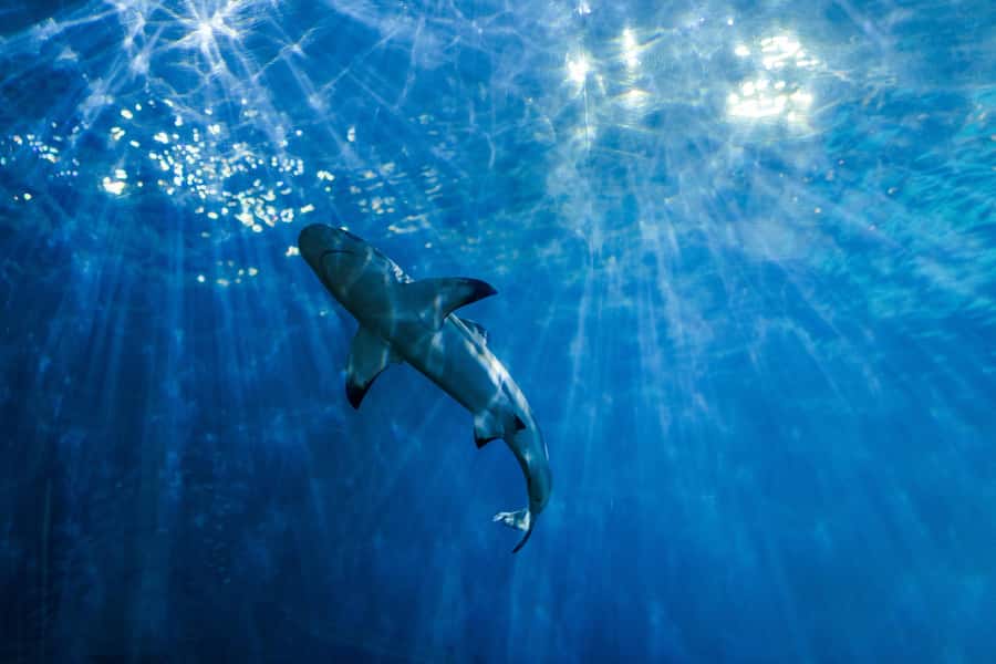 From Phi Phi : Full Day tour by Speed Boat with Lunch - Choosing your departure time on Phi Phi Don