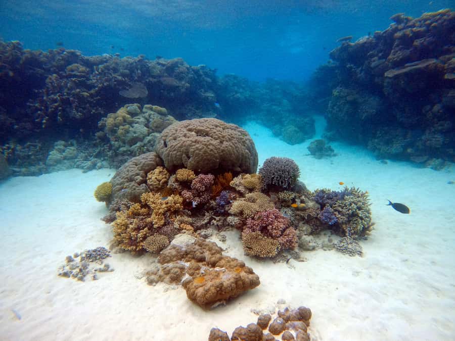 From Phi Phi : Full Day tour by Speed Boat with Lunch - Monkey Beach starts the wildlife portion