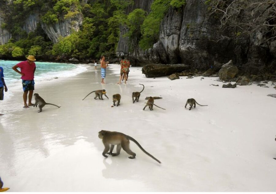 From Phi Phi: Private Full-Day Speed Boat Charter - Loh Samah Bay and Maya Bay: famous scenery with limits