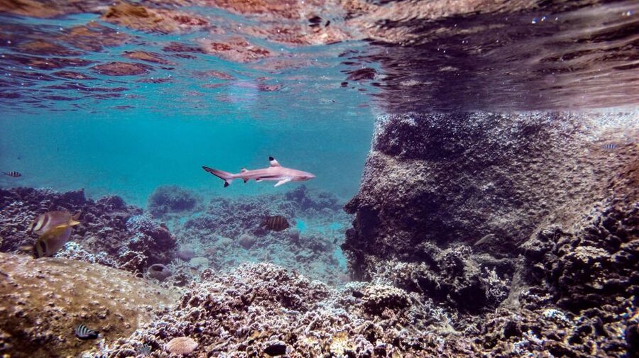 From Phi Phi: Sunrise Maya Bay, Pileh Lagoon Speedboat Tour - Monkey Beach brings wildlife, with a little caution