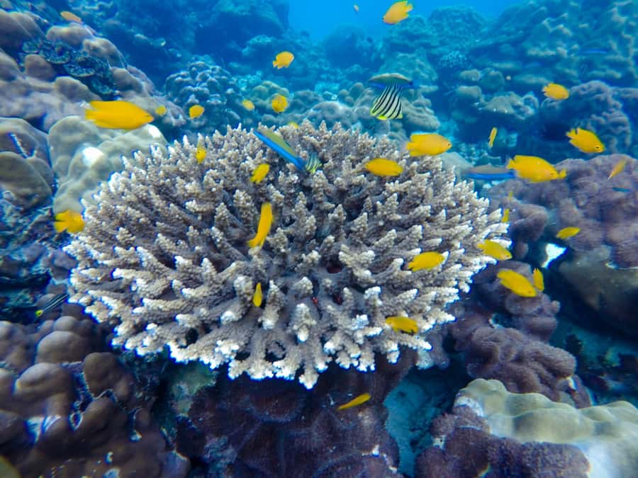 From Phuket: Phi Phi and Maya Bay Snorkeling by Speedboat - The Speedboat Ride to Phi Phi