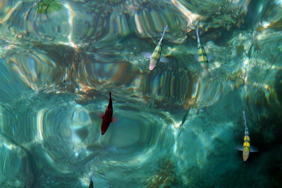 From Phuket: Phi Phi and Maya Bay Snorkeling by Speedboat - Monkey Beach and the First Snorkeling Stop