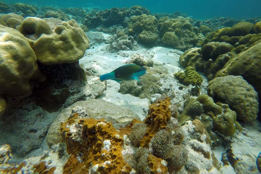 From Phuket: Phi Phi Island Private Full-Day Speedboat Trip - What the private format is really worth