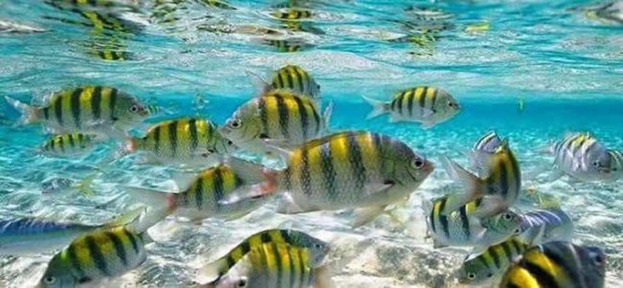 From Puerto Plata: Cayo Arena by VIP Speedboat and Snorkel - Cayo Arena, a sandbar with no shade