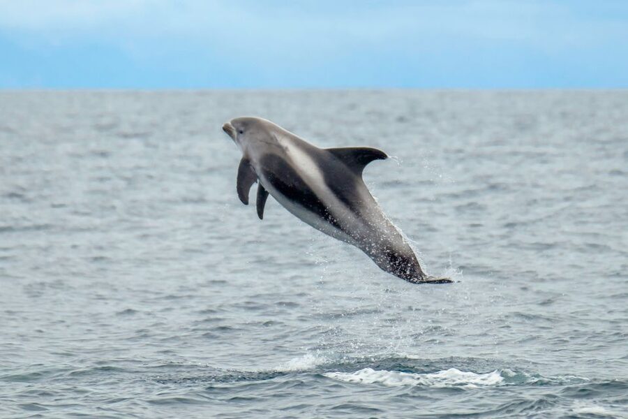 From Reykjavik: Whale Watching Tour by Speedboat - Leaving Reykjavik Harbor by RIB