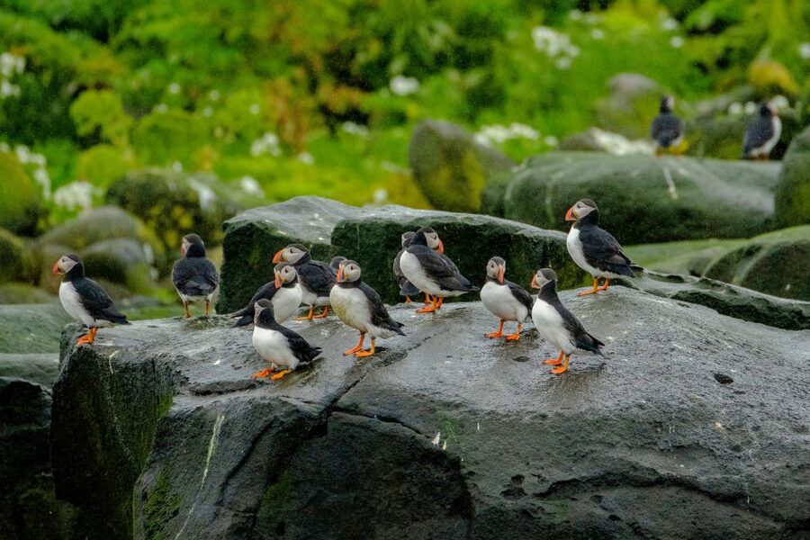 From Reykjavik: Whale Watching Tour by Speedboat - Puffin Islands and Nesting Birds