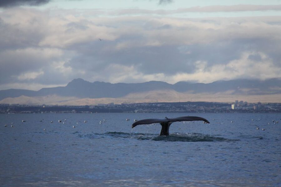 From Reykjavik: Whale Watching Tour by Speedboat - What the Two Hours Feel Like