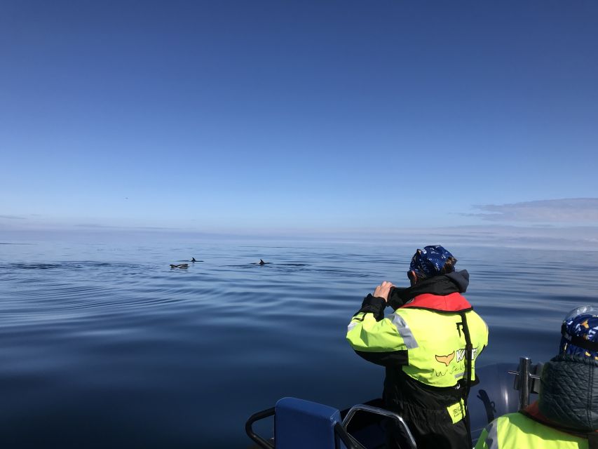 From Reykjavik: Whale Watching Tour by Speedboat - The Guide and Crew Make a Difference