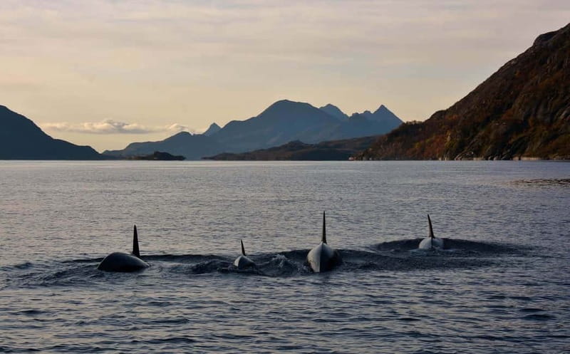 From Svolvær: Lofoten RIB Sea Eagle Safari Trollfjord Cruise - Who will enjoy this RIB safari most