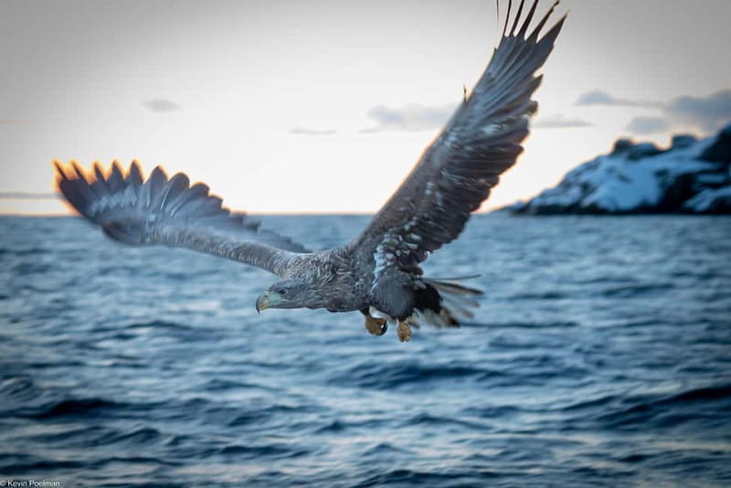 From Svolvær: RIB Boat Lofoten Trollfjord Sea Eagle Safari - Key points at a glance