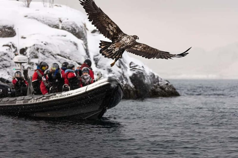From Svolvær: RIB Boat Lofoten Trollfjord Sea Eagle Safari - Beaches, waterfalls, and Viking stories