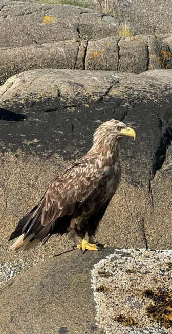From Svolvær: RIB Boat Lofoten Trollfjord Sea Eagle Safari - The $125 price and what you receive