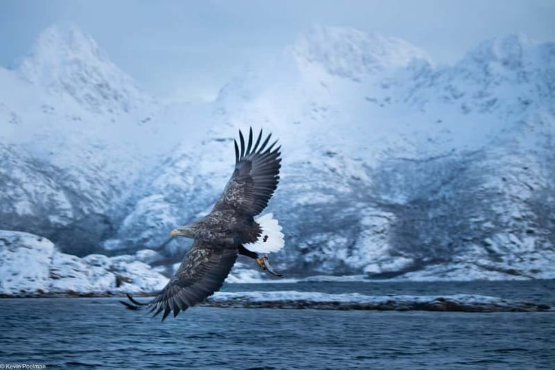 From Svolvær: RIB Boat Lofoten Trollfjord Sea Eagle Safari - Who should book this trip