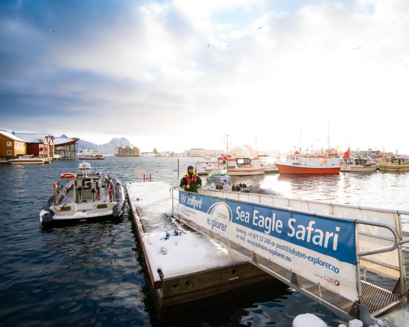 From Svolvaer: Trollfjorden Wildlife RIB Cruise - Should you book the Trollfjorden cruise?