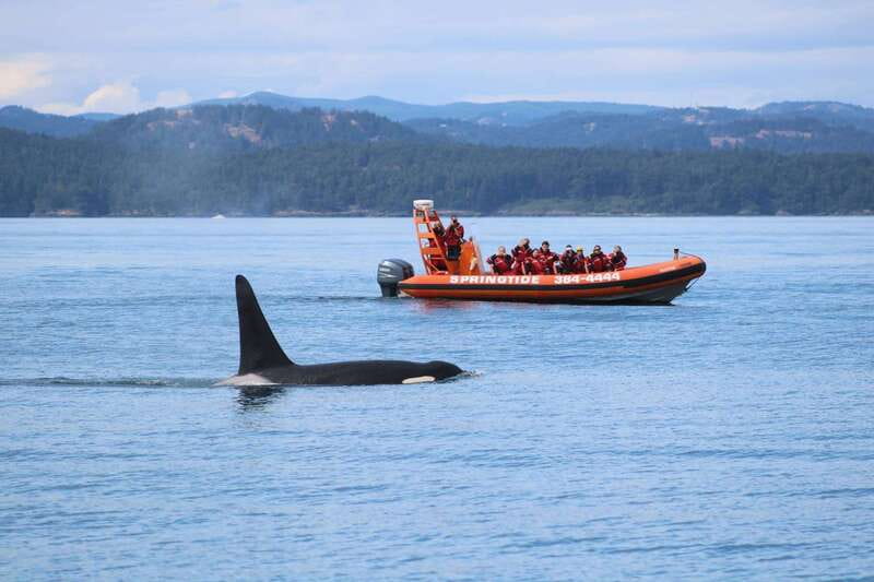 From Victoria: Whale Watching Tour by Zodiac Boat - Key points before you book