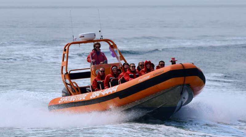 From Victoria: Whale Watching Tour by Zodiac Boat - Meeting SpringTide on Wharf Street