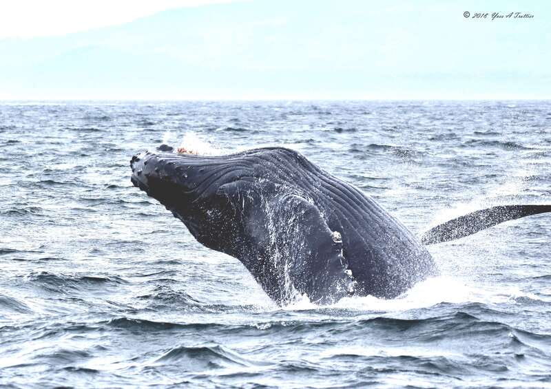 From Victoria: Whale Watching Tour by Zodiac Boat - Searching the Salish Sea for whales
