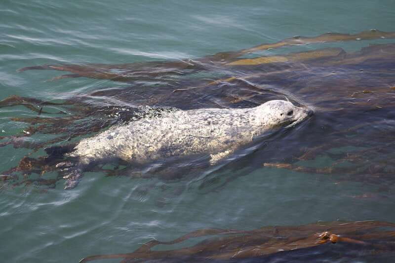 From Victoria: Whale Watching Tour by Zodiac Boat - What the guides add to the ride