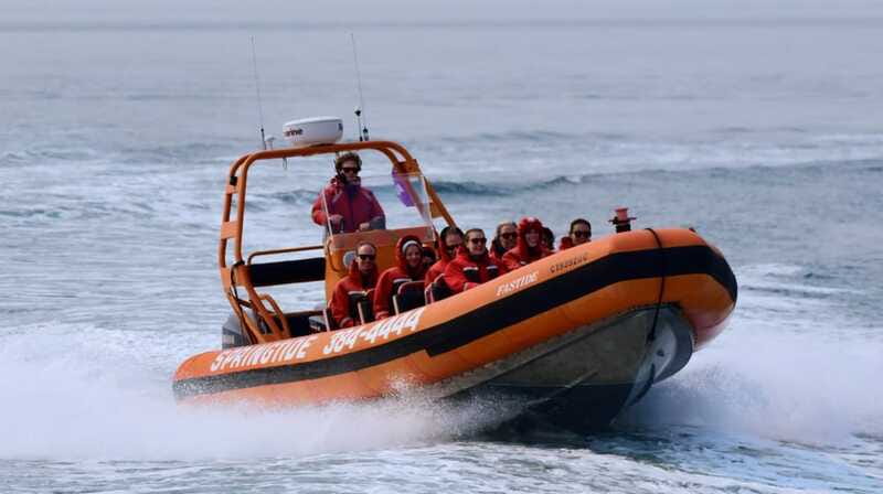 From Victoria: Whale Watching Tour by Zodiac Boat - Orcas, humpbacks, seals, and sea lions