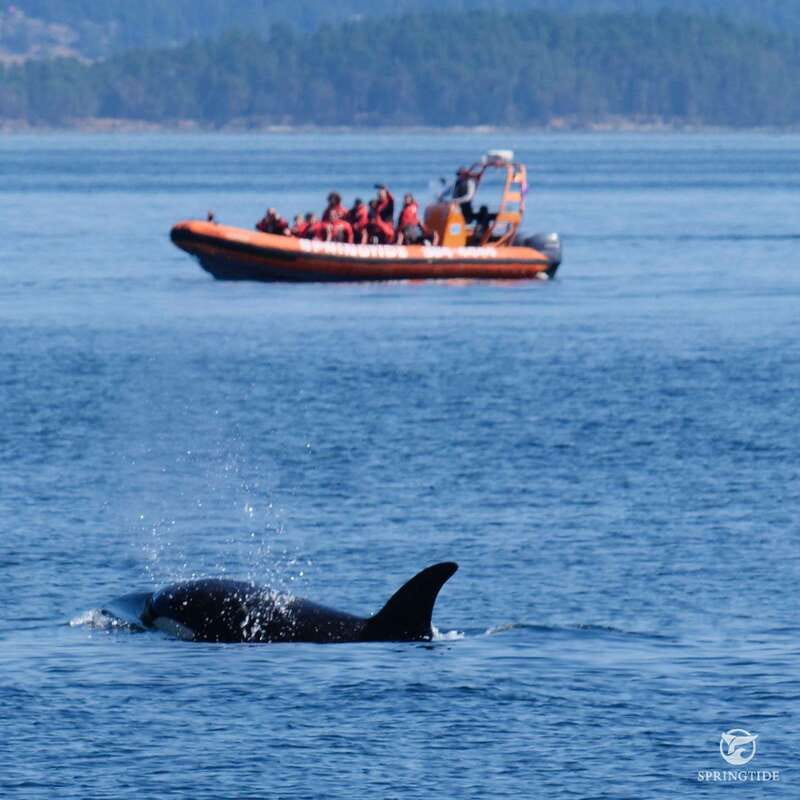 From Victoria: Whale Watching Tour by Zodiac Boat - Is $138 good value?