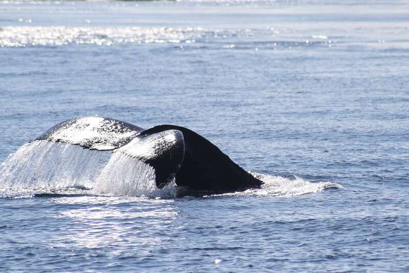 From Victoria: Whale Watching Tour by Zodiac Boat - Who should book this Zodiac tour?