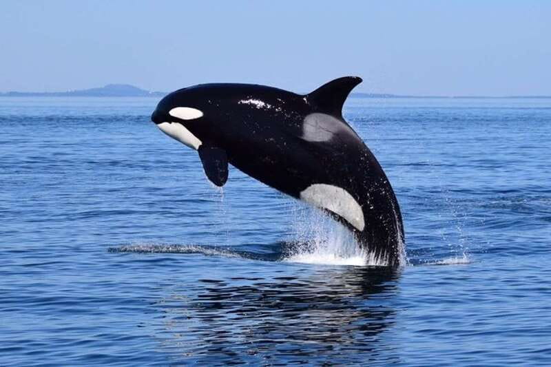 From Victoria: Whale Watching Tour by Zodiac Boat - Boarding an open-air Zodiac