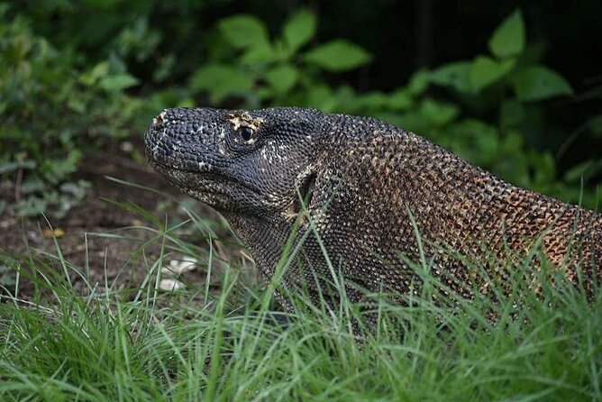 Full-Day Adventure Tour to komodo Island with join Speed Boat tur - Kanawa Island closes the day with easy water time