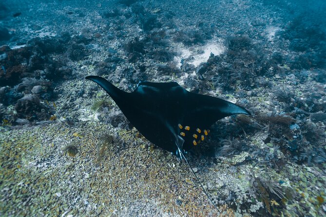 Full-Day Adventure Tour to komodo Island with join Speed Boat tur - Should you book it?