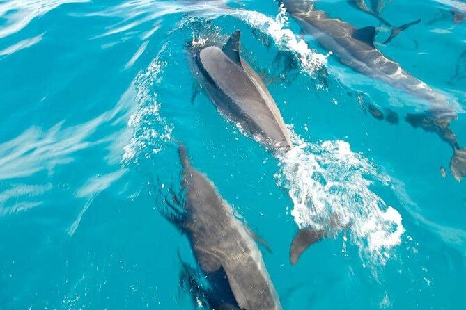Full day Shared Speedboat Tour - South West Lagoon Dolphin Swim - Why this southwest Mauritius trip appeals