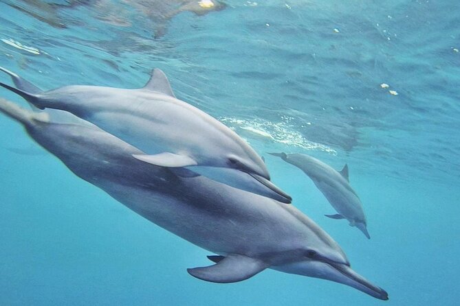 Full day Shared Speedboat Tour - South West Lagoon Dolphin Swim - Is $106 a fair price?